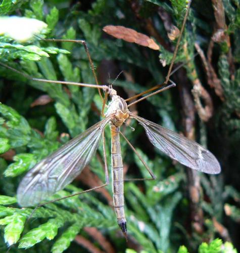 Tipula sp.