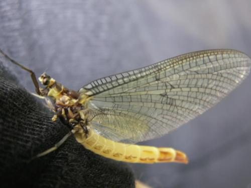 Ephemera danica