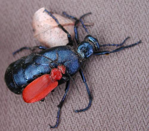 Réf. 18 450 : Pyrochroa serraticornis