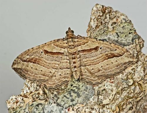 Réf. 18 949 : Costaconvexa polygrammata