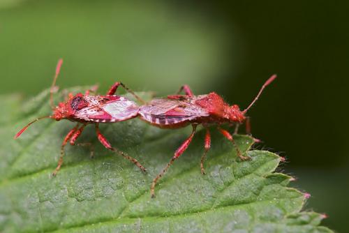 Rhopalus subrufus