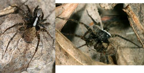 Pardosa sp.