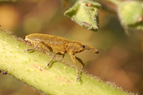 Réf. 18 018 : Lixus pulverulentus