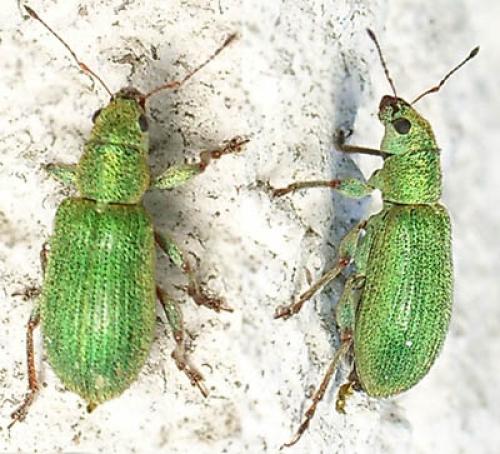 Pachyrhinus lethierryi