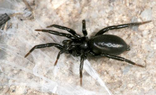 Zelotes sp.