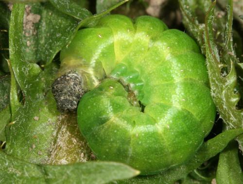 Phlogophora meticulosa
