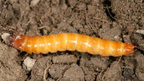 Agriotes sp.