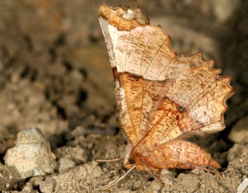Réf. 18 057 : Selenia lunularia