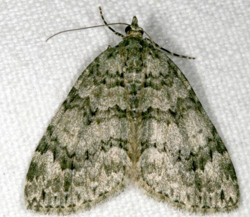 Chloroclysta miata