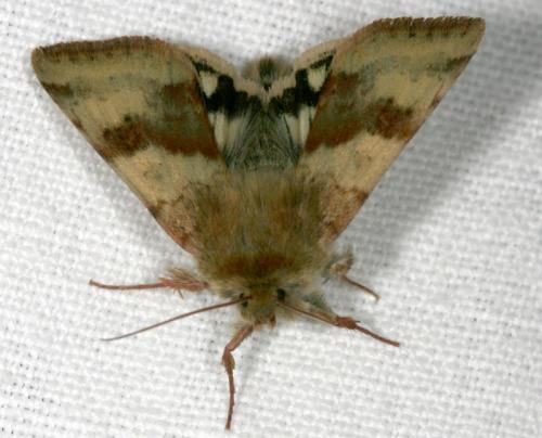 Réf. 18 137 : Heliothis viriplaca
