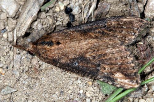 Réf. 18 000 : Hypena obesalis
