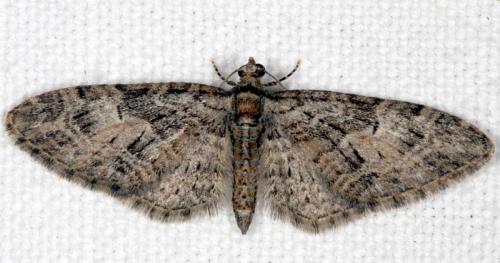 Réf. 18 436 : Eupithecia dodoneata