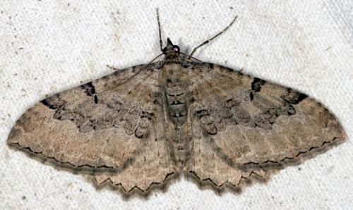 Hydria cervinalis