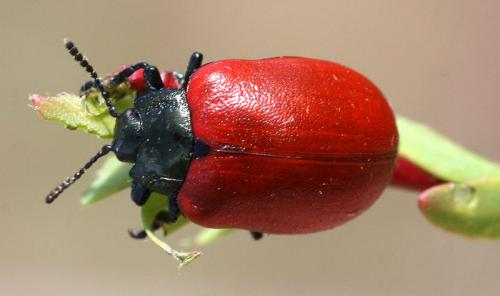 Réf. 18 437 : Chrysomela sp.