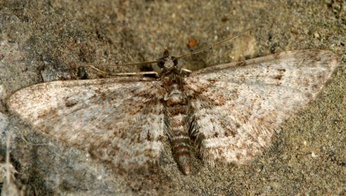 Gymnoscelis rufifasciata