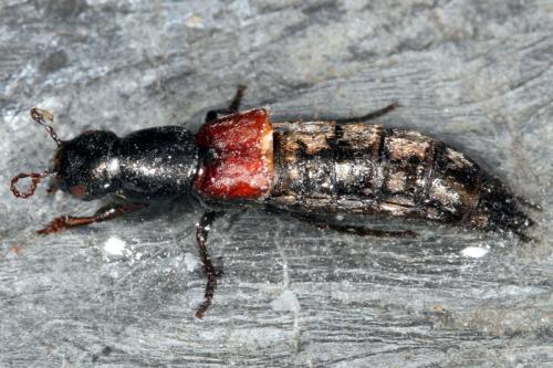 Ocypus sp.