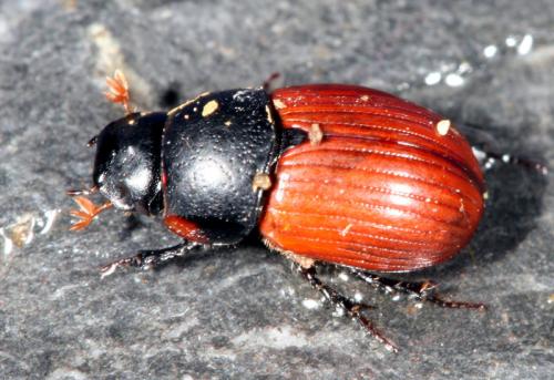 Réf. 18 325 : Aphodius sp.