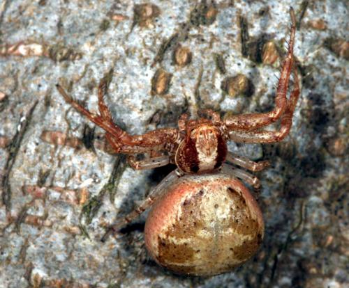Xysticus sp.