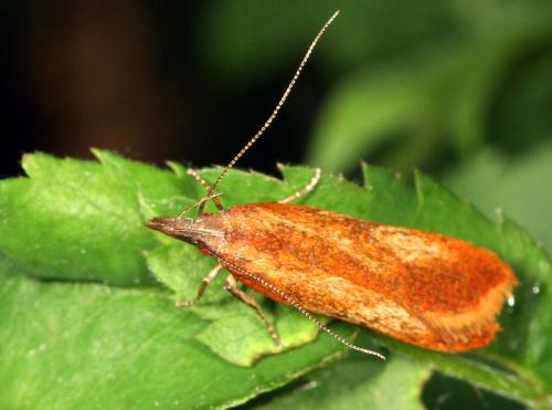 Dichomeris ustalella