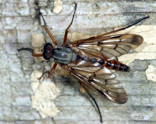 Réf. 18 323 : Rhagio scolopaceus