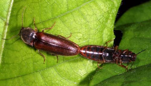Réf. 18 299 : Athous vittatus
