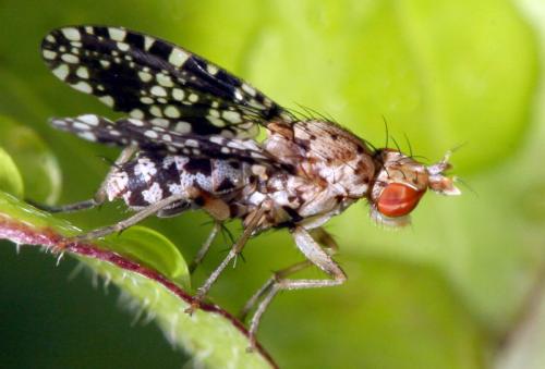 Réf. 18 752 : Trypetoptera punctulata