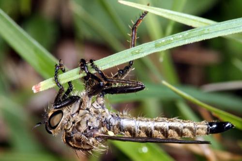Dysmachus fuscipennis