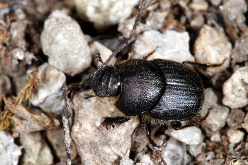 Onthophagus emarginatus