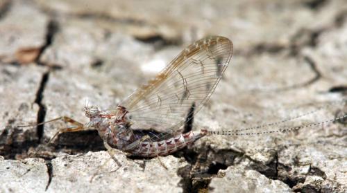 Cloeon dipterum