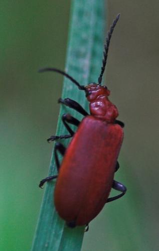 Pyrochroa serraticornis