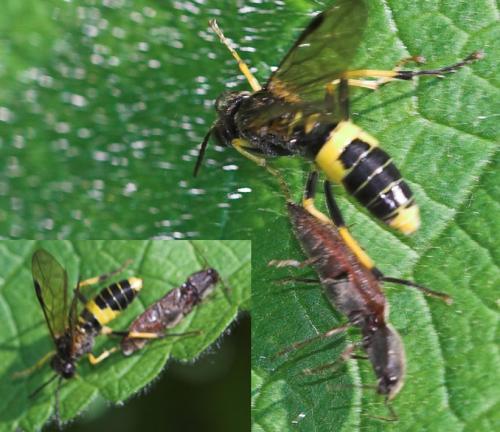 Tenthredo temula