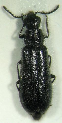 Réf. 18 393 : Dasytes aeratus