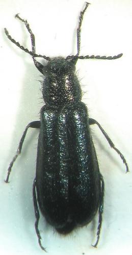Réf. 18 397 : Dasytes caeruleus