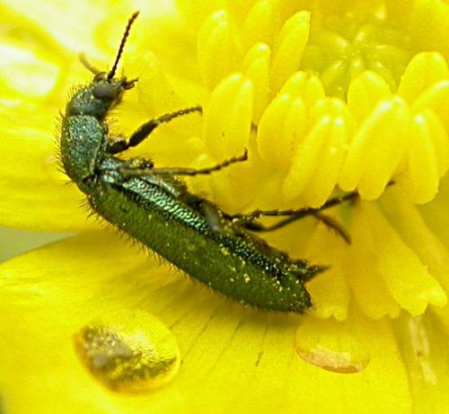 Psilothrix viridicoerulea