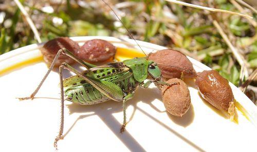 Réf. 18 268 : Decticus verrucivorus verrucivorus
