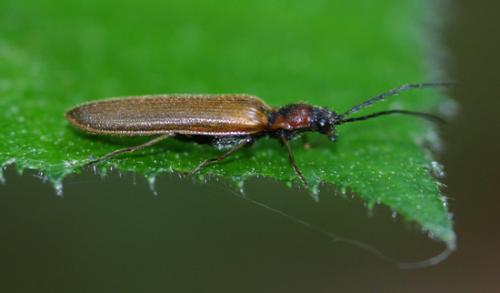 Réf. 18 328 : Denticollis linearis