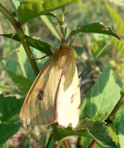 Diacrisia sannio