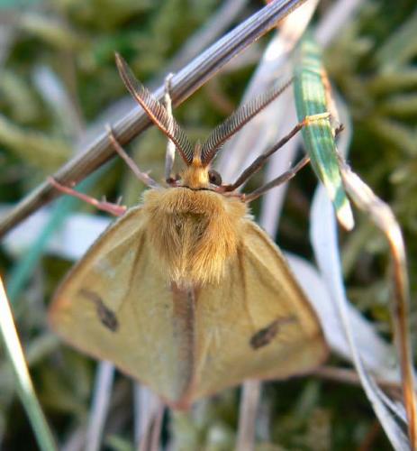 Diacrisia sannio