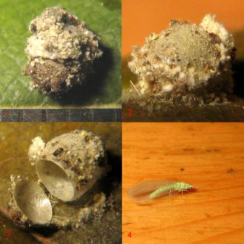 Apertochrysa prasina