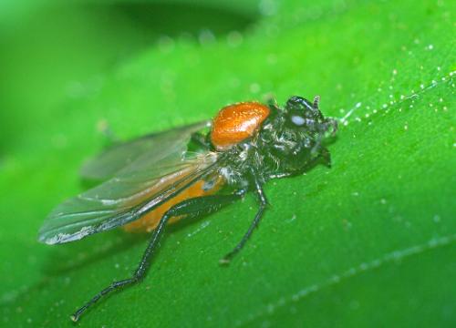 Réf. 18 721 : Bibio hortulanus