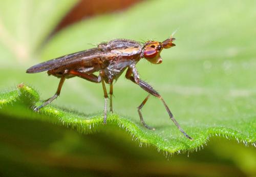 Euthycera zelleri