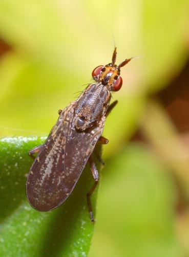 Réf. 18 221 : Euthycera zelleri