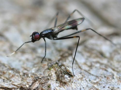 Rainieria calceata