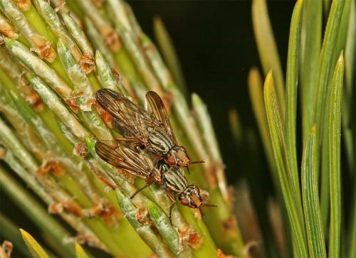Dorycera graminum