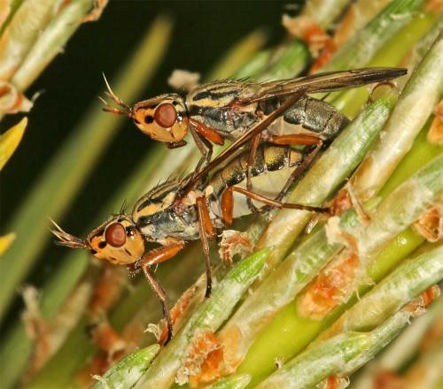 Dorycera graminum