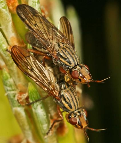 Dorycera graminum