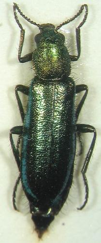 Réf. 18 859 : Psilothrix aureola