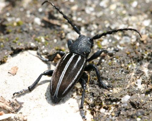 Réf. 18 649 : Iberodorcadion fuliginator