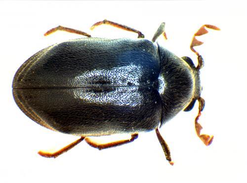 Réf. 18 406 : Dorcatoma dresdensis