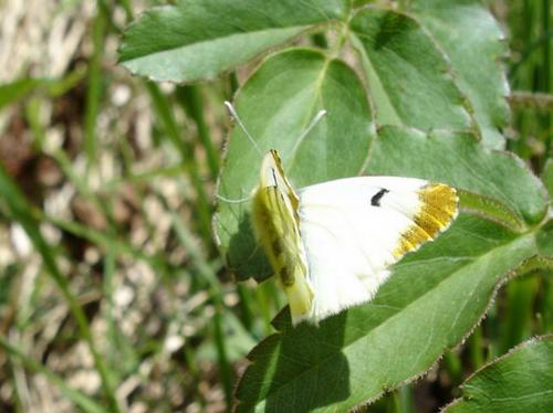 Réf. 18 157 : Anthocharis euphenoides